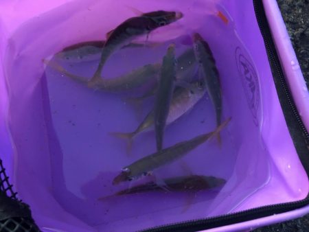 ジグサビキでアジやサバ